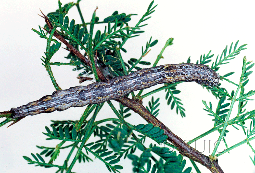 dorsal view of larva Catocaline