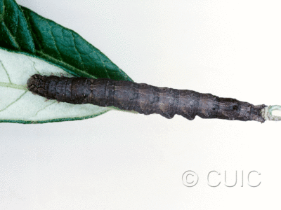 dorsal view of larva Catocaline no 1 on Quercus hypoleucoides in USA: AZ