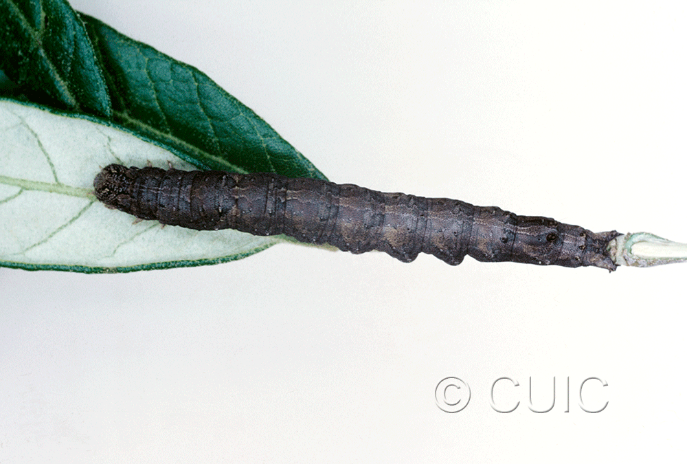 dorsal view of larva Catocaline no 1 on Quercus hypoleucoides in USA: AZ