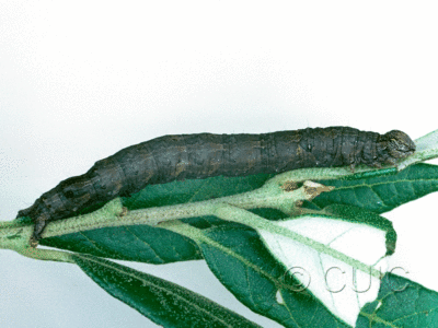 lateral view of larva Catocaline no 1 on Quercus hypoleucoides in USA: AZ