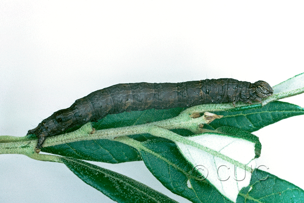 lateral view of larva Catocaline no 1 on Quercus hypoleucoides in USA: AZ