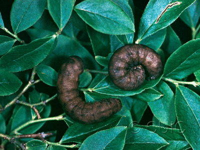 dorsal / lateral view of larva Cerastis fishi on Vaccinium angustifolium in USA: NY