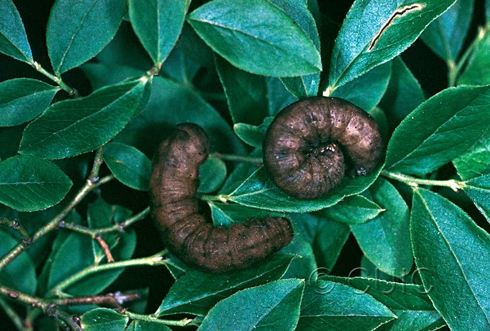 dorsal / lateral view of larva Cerastis fishi on Vaccinium angustifolium in USA: NY