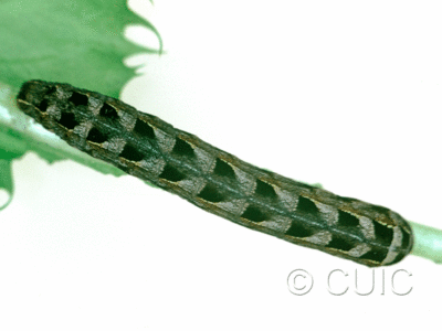 dorsal view of larva Cerastis salicarum on Taraxacum in USA: NY