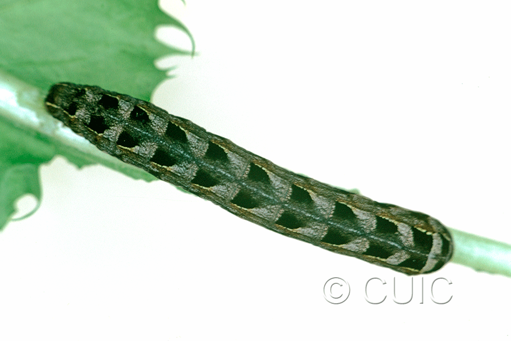 dorsal view of larva Cerastis salicarum on Taraxacum in USA: NY