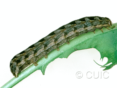 lateral view of larva Cerastis salicarum on Taraxacum in USA: NY