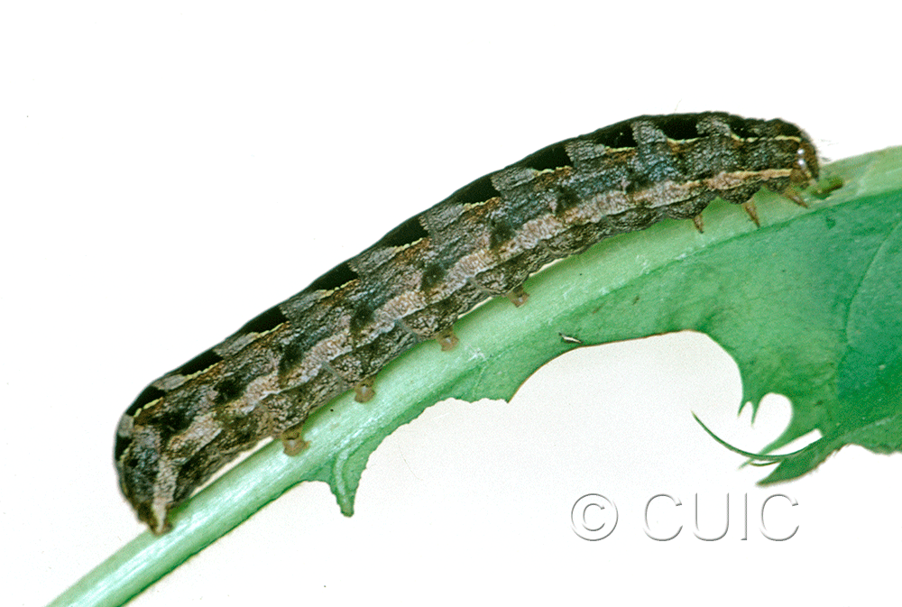 lateral view of larva Cerastis salicarum on Taraxacum in USA: NY