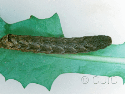 dorsal view of larva Cerastis tenebrifera on Taraxacum in USA: NY