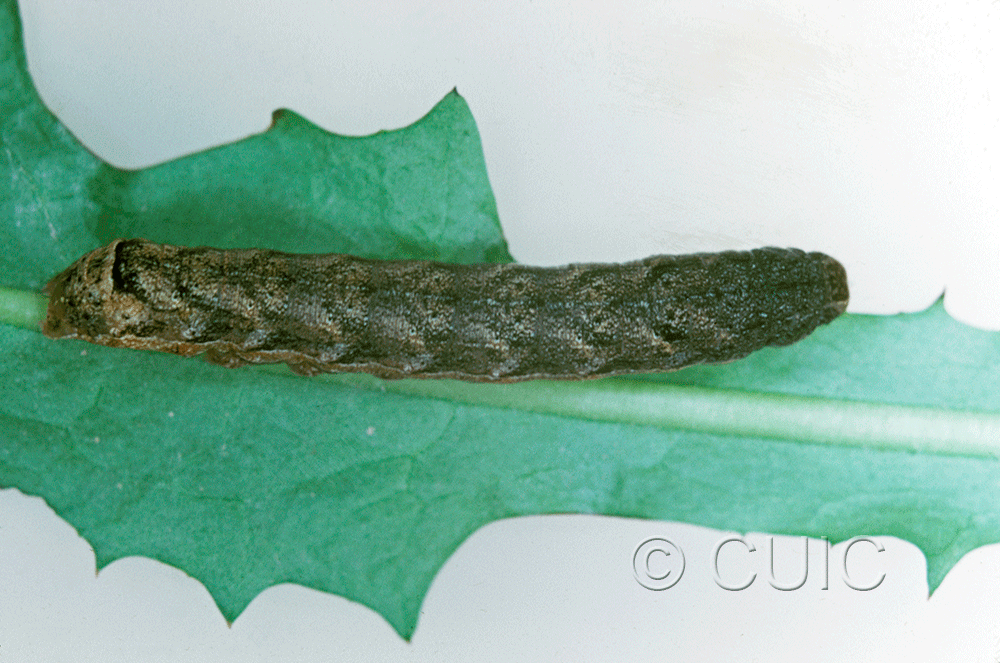 dorsal view of larva Cerastis tenebrifera on Taraxacum in USA: NY