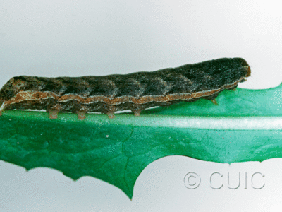 lateral view of larva Cerastis tenebrifera on Taraxacum in USA: NY