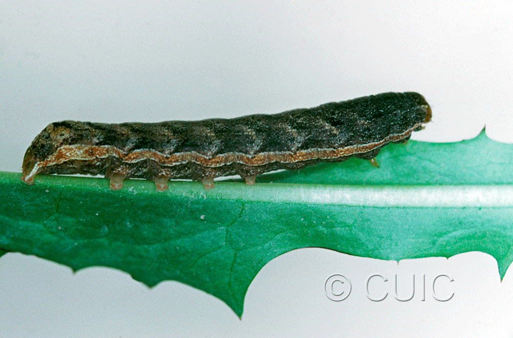 lateral view of larva Cerastis tenebrifera on Taraxacum in USA: NY