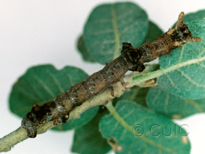 dorsal view of larva Ceratonyx permagnaria in USA: AZ