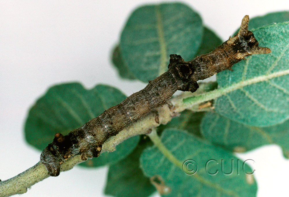 dorsal view of larva Ceratonyx permagnaria in USA: AZ