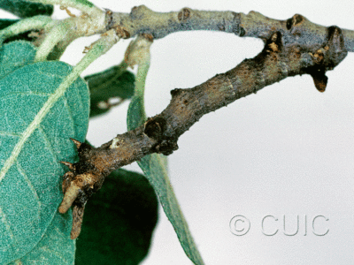 lateral view of larva Ceratonyx permagnaria in USA: AZ