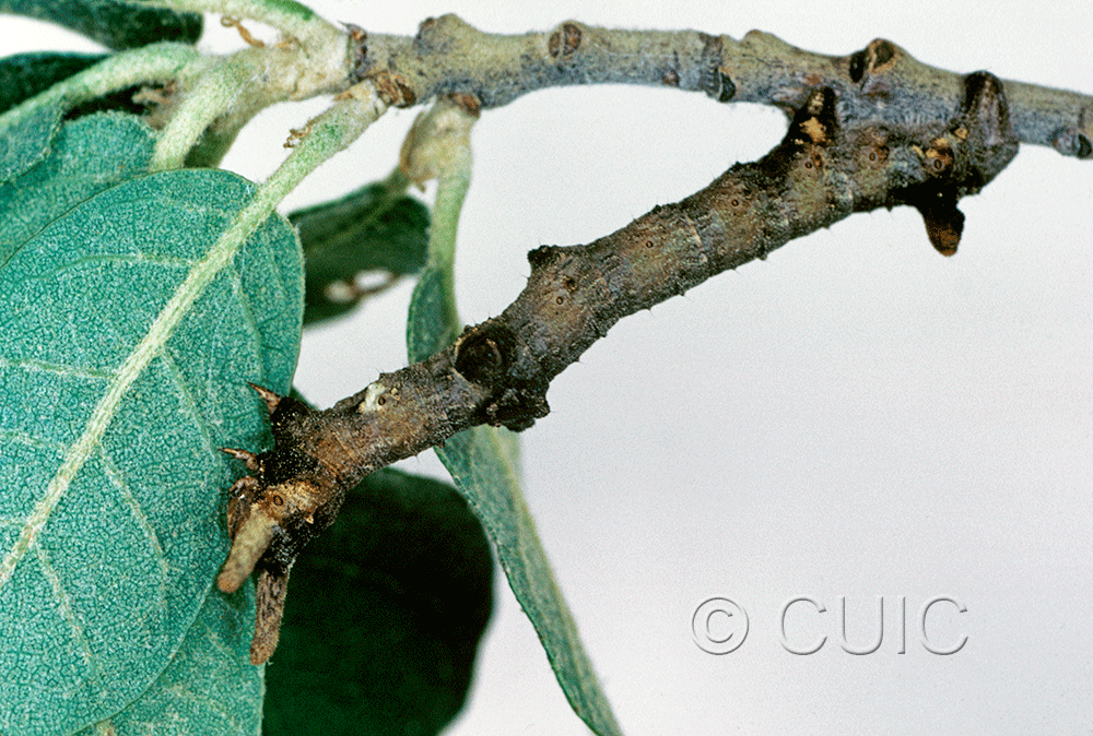 lateral view of larva Ceratonyx permagnaria in USA: AZ