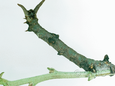 dorsal view of larva Ceratonyx permagnaria
