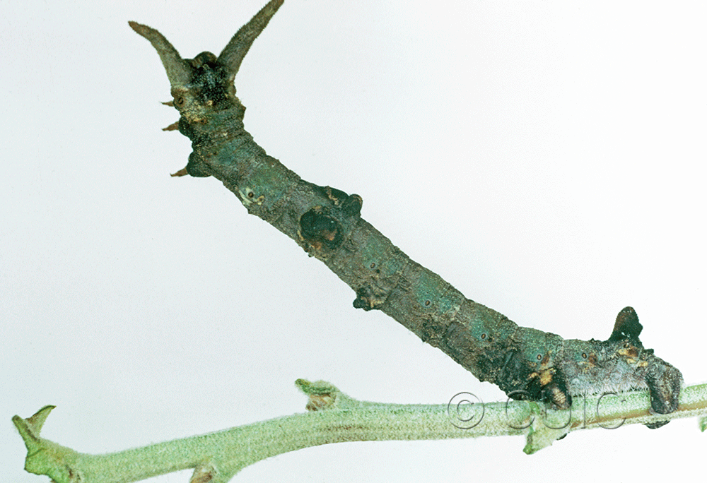 dorsal view of larva Ceratonyx permagnaria
