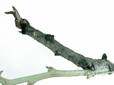 lateral view of larva Ceratonyx permagnaria