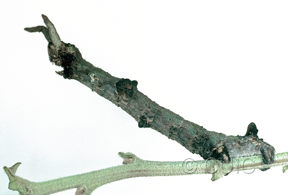 lateral view of larva Ceratonyx permagnaria