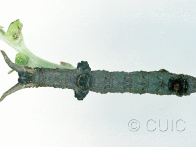 dorsal view of larva Ceratonyx permagnaria on Quercus in USA: AZ