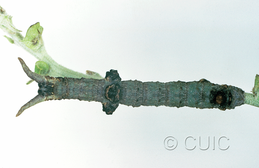 dorsal view of larva Ceratonyx permagnaria on Quercus in USA: AZ