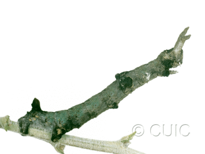 lateral view of larva Ceratonyx permagnaria on Quercus in USA: AZ