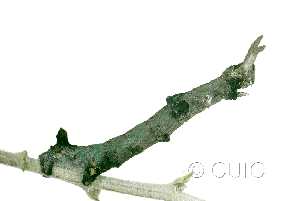 lateral view of larva Ceratonyx permagnaria on Quercus in USA: AZ