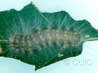 dorsal view of larva Charadra deridens on Quercus borealis in USA: NY