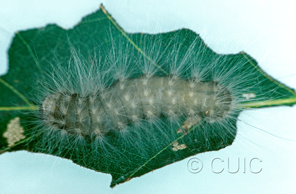 dorsal view of larva Charadra deridens on Quercus borealis in USA: NY