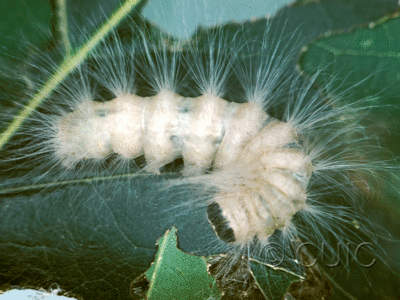 dorsal view of larva Charadra deridens on Quercus borealis in USA: NY