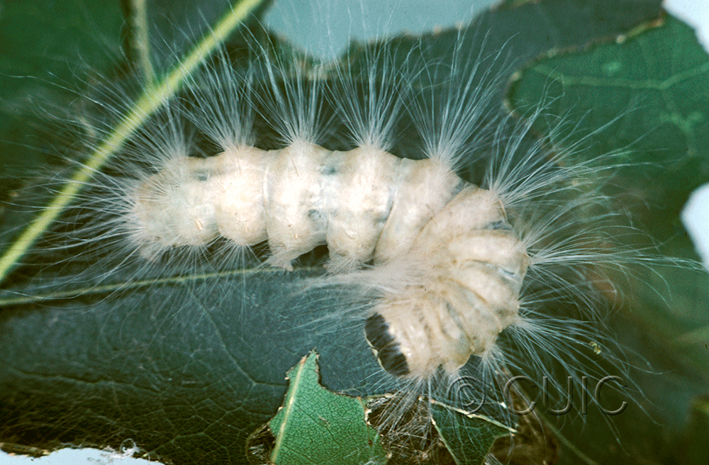 dorsal view of larva Charadra deridens on Quercus borealis in USA: NY