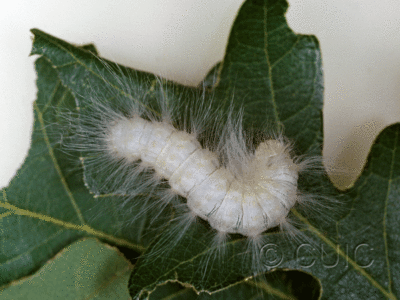 dorsal view of larva Charadra ingenua on Quercus gambelii in USA: AZ