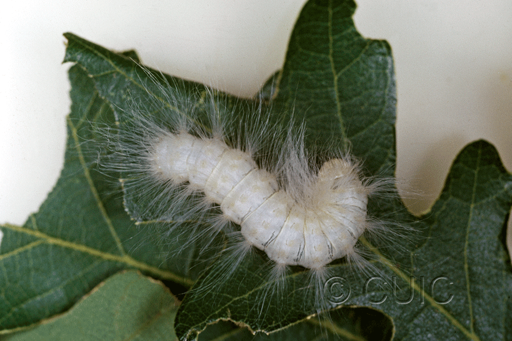 dorsal view of larva Charadra ingenua on Quercus gambelii in USA: AZ