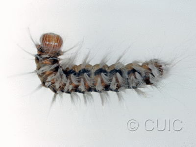 dorsal view of larva Charadra sp. in USA: AZ