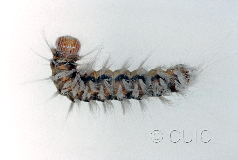 dorsal view of larva Charadra sp. in USA: AZ