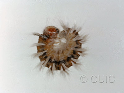 lateral view of larva Charadra sp. in USA: AZ