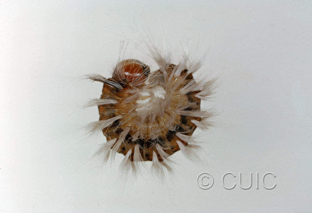 lateral view of larva Charadra sp. in USA: AZ