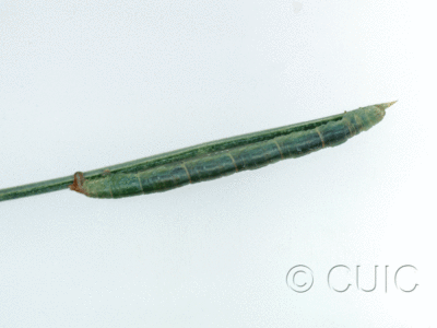 lateral view of larva Chlorochlamys in USA: AZ