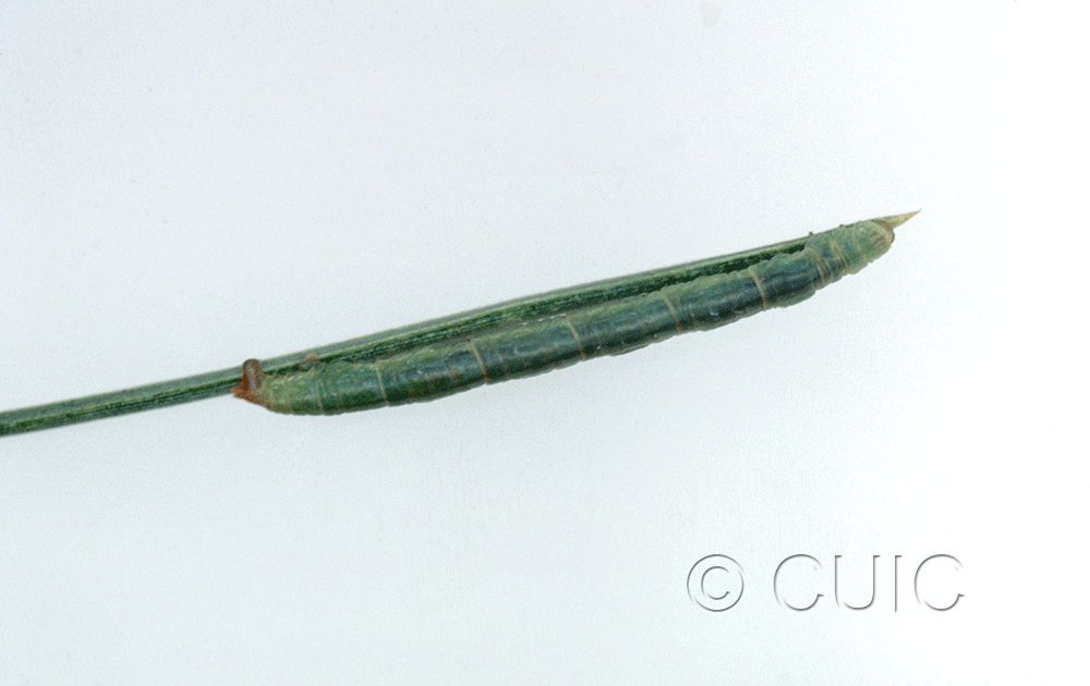 lateral view of larva Chlorochlamys in USA: AZ