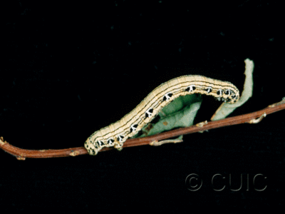 lateral view of larva Cingilia catenaria