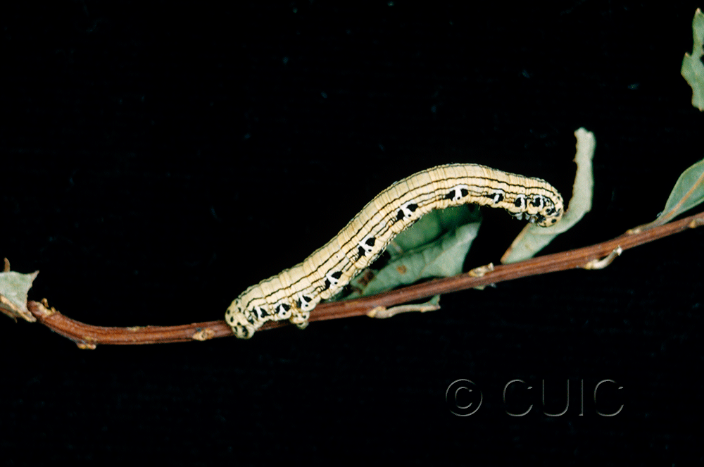 lateral view of larva Cingilia catenaria