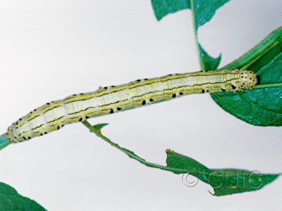 dorsal view of larva Cingilia catenaria on legume in USA: MT