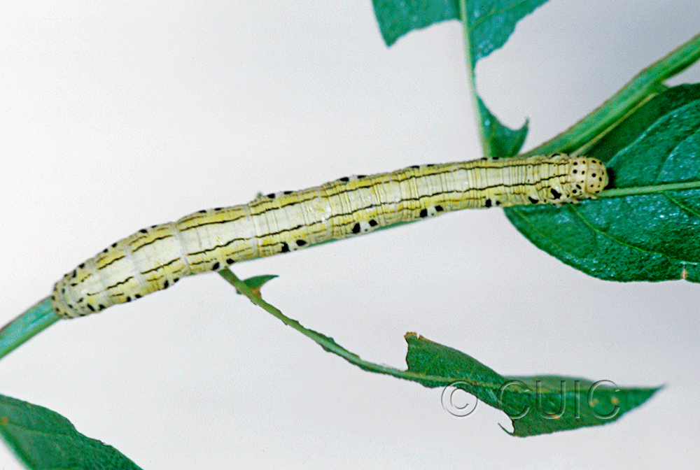 dorsal view of larva Cingilia catenaria on legume in USA: MT