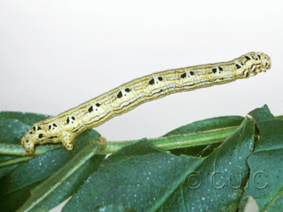 lateral view of larva Cingilia catenaria on legume in USA: MT