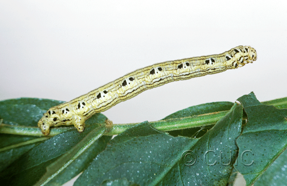 lateral view of larva Cingilia catenaria on legume in USA: MT