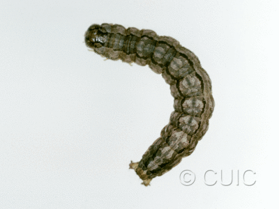 dorsal view of larva Cissusa valens on Quercus arizonica in USA: AZ