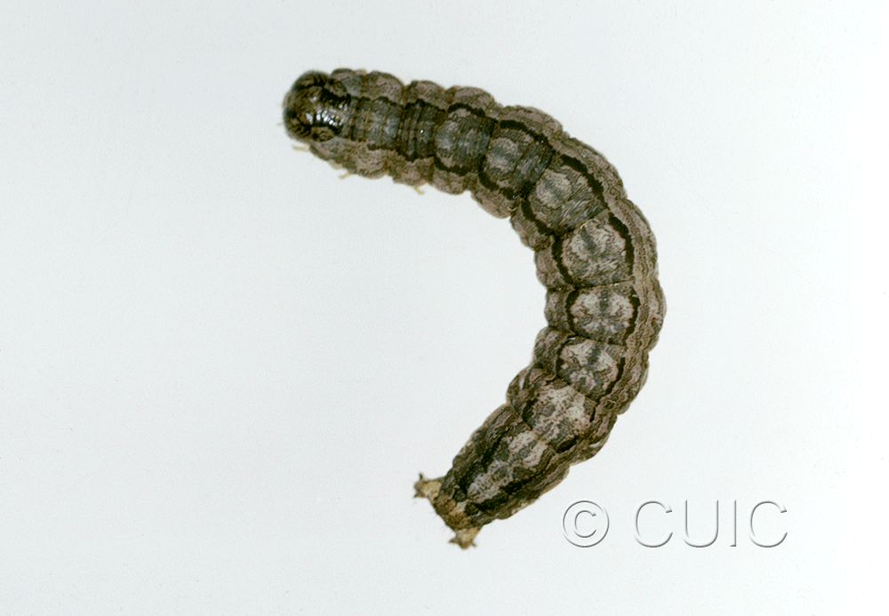 dorsal view of larva Cissusa valens on Quercus arizonica in USA: AZ