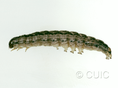 lateral view of larva Cissusa valens on Quercus arizonica in USA: AZ
