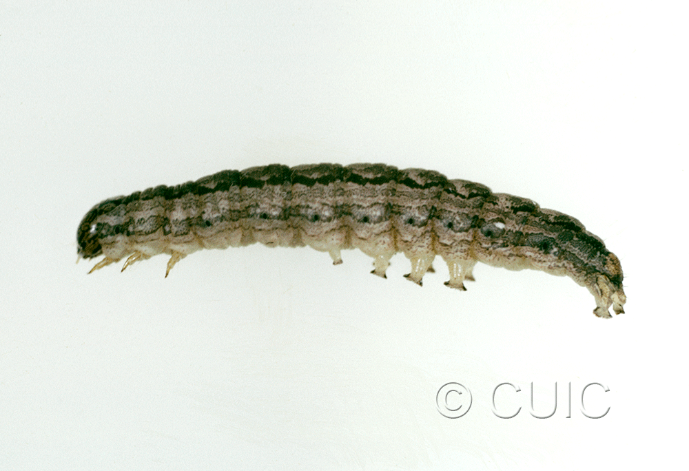 lateral view of larva Cissusa valens on Quercus arizonica in USA: AZ