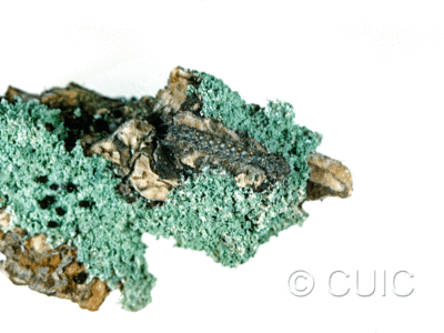 dorsal view of larva Cisthene packardii